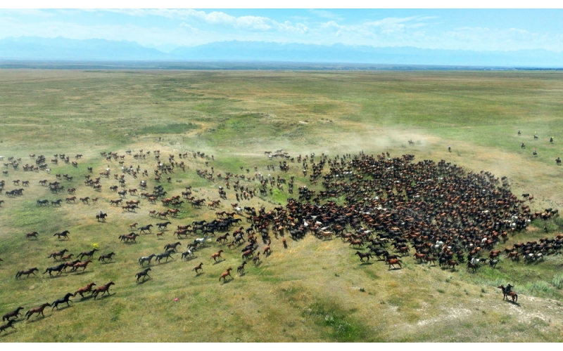 盛夏時節(jié) 在新疆昭蘇領略萬馬奔騰